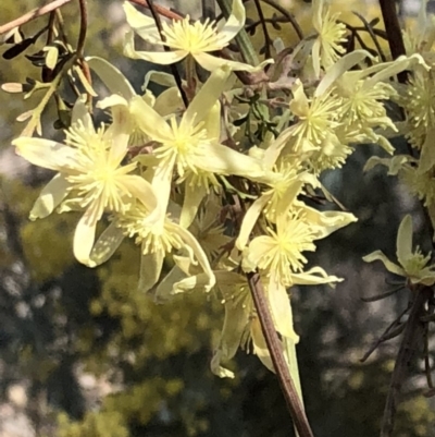 Clematis leptophylla (Small-leaf Clematis, Old Man's Beard) at Sutton, NSW - 29 Sep 2018 by Whirlwind