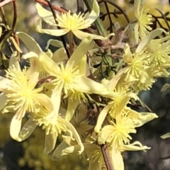 Clematis leptophylla at Sutton, NSW - 29 Sep 2018