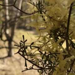 Clematis leptophylla at Sutton, NSW - 29 Sep 2018