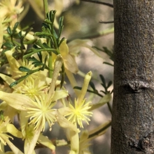 Clematis leptophylla at Sutton, NSW - 29 Sep 2018