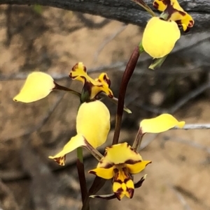 Diuris pardina at Sutton, NSW - 8 Oct 2018