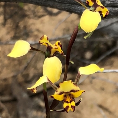 Diuris pardina (Leopard Doubletail) at QPRC LGA - 8 Oct 2018 by Whirlwind