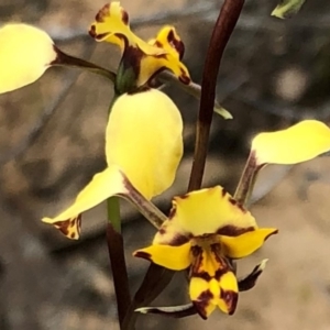 Diuris pardina at Sutton, NSW - 8 Oct 2018