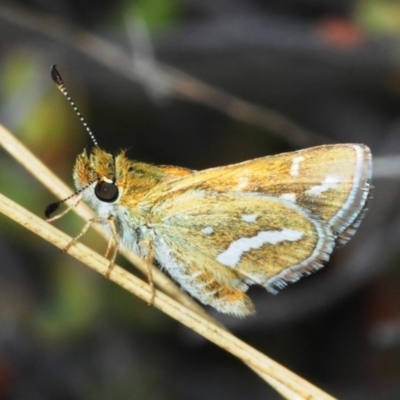 Taractrocera papyria (White-banded Grass-dart) at Tuggeranong Hill - 13 Oct 2018 by Harrisi