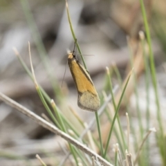 Philobota undescribed species near arabella (A concealer moth) at Michelago, NSW - 12 Oct 2018 by Illilanga