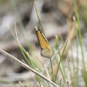 Philobota undescribed species near arabella at Michelago, NSW - 13 Oct 2018 10:30 AM