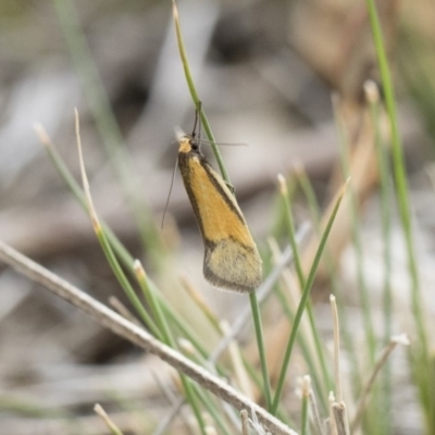 Philobota undescribed species near arabella (A concealer moth) at Michelago, NSW - 13 Oct 2018 by Illilanga