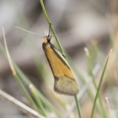 Philobota undescribed species near arabella at Michelago, NSW - 13 Oct 2018 10:30 AM