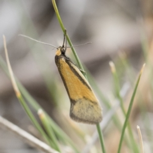 Philobota undescribed species near arabella at Michelago, NSW - 13 Oct 2018 10:30 AM