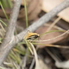 Philobota undescribed species near arabella at Michelago, NSW - 13 Oct 2018 10:30 AM