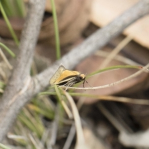 Philobota undescribed species near arabella at Michelago, NSW - 13 Oct 2018 10:30 AM