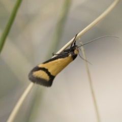 Philobota ancylotoxa (A concealer moth) at Illilanga & Baroona - 13 Oct 2018 by Illilanga