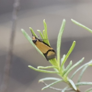 Philobota ancylotoxa at Michelago, NSW - 13 Oct 2018