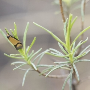 Philobota ancylotoxa at Michelago, NSW - 13 Oct 2018 01:56 PM