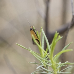 Philobota ancylotoxa at Michelago, NSW - 13 Oct 2018