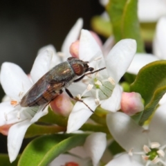 Stomorhina sp. (genus) (Snout fly) at ANBG - 13 Oct 2018 by TimL