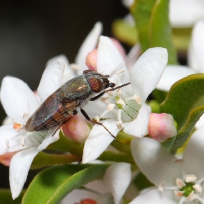 Stomorhina sp. (genus) (Snout fly) at Acton, ACT - 13 Oct 2018 by TimL