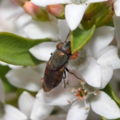 Stomorhina sp. (genus) at Acton, ACT - 13 Oct 2018