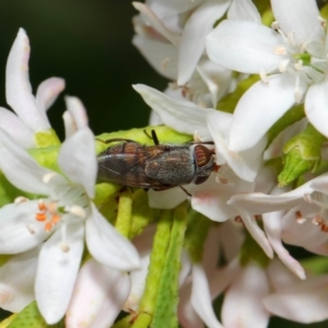 Stomorhina sp. (genus) at Acton, ACT - 13 Oct 2018