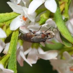 Stomorhina sp. (genus) at Acton, ACT - 13 Oct 2018