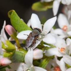 Stomorhina sp. (genus) at Acton, ACT - 13 Oct 2018