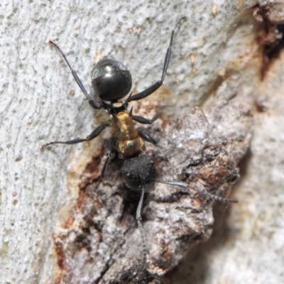 Polyrhachis semiaurata (A golden spiny ant) at ANBG - 13 Oct 2018 by TimL