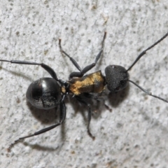 Polyrhachis semiaurata at Acton, ACT - 13 Oct 2018