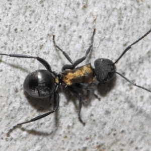 Polyrhachis semiaurata at Acton, ACT - 13 Oct 2018