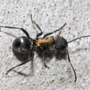 Polyrhachis semiaurata at Acton, ACT - 13 Oct 2018