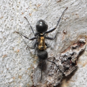 Polyrhachis semiaurata at Acton, ACT - 13 Oct 2018