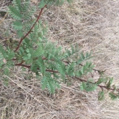 Acacia rubida (Red-stemmed Wattle, Red-leaved Wattle) at The Pinnacle - 5 Oct 2018 by michelle.nairn