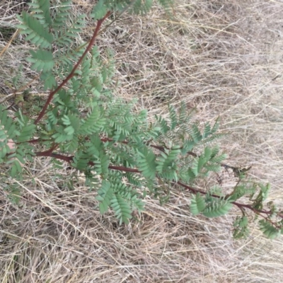 Acacia rubida (Red-stemmed Wattle, Red-leaved Wattle) at Dunlop, ACT - 5 Oct 2018 by michelle.nairn