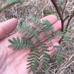 Acacia rubida at Dunlop, ACT - 5 Oct 2018