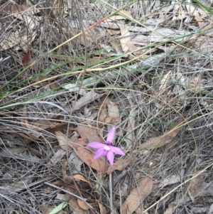 Glossodia major at Hackett, ACT - 11 Oct 2018