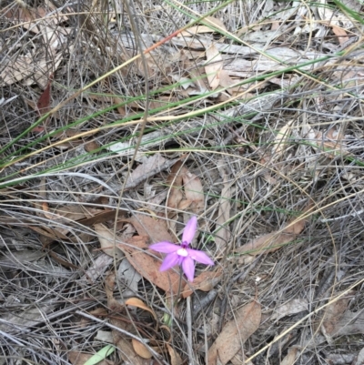 Glossodia major (Wax Lip Orchid) at Black Mountain - 11 Oct 2018 by michelle.nairn