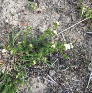 Asperula conferta at Cook, ACT - 26 Sep 2018