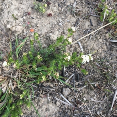Asperula conferta (Common Woodruff) at Cook, ACT - 26 Sep 2018 by michelle.nairn