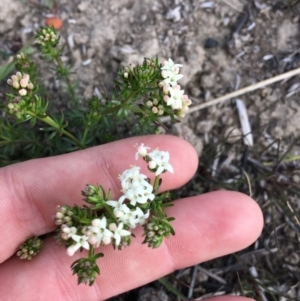 Asperula conferta at Cook, ACT - 26 Sep 2018