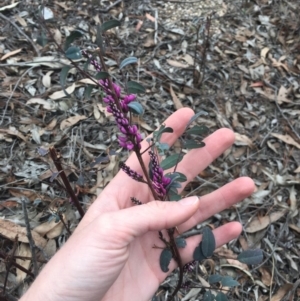 Indigofera australis subsp. australis at O'Connor, ACT - 5 Oct 2018