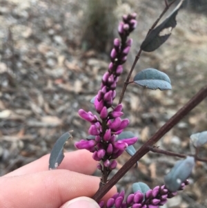 Indigofera australis subsp. australis at O'Connor, ACT - 5 Oct 2018 10:10 AM