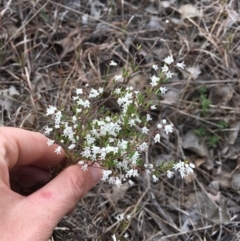 Cryptandra amara (Bitter Cryptandra) at Mount Painter - 26 Sep 2018 by michelle.nairn