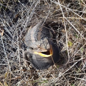 Pogona barbata at Cook, ACT - suppressed