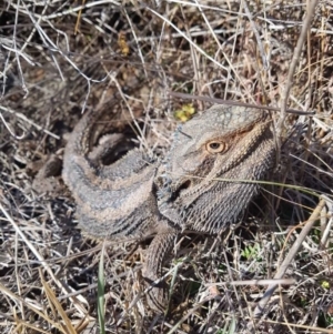 Pogona barbata at Cook, ACT - suppressed