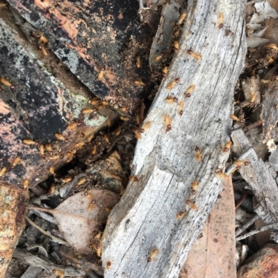 Nasutitermes sp. (genus) (Snouted termite, Gluegun termite) at Aranda Bushland - 10 Oct 2018 by michelle.nairn