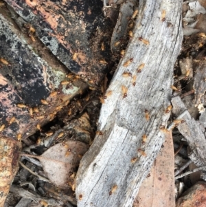 Nasutitermes sp. (genus) at Dunlop, ACT - 11 Oct 2018