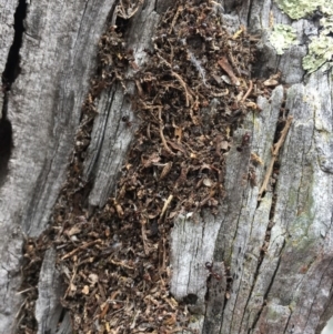 Papyrius nitidus at Dunlop, ACT - 11 Oct 2018