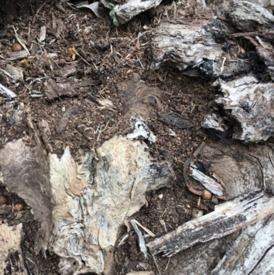 Papyrius nitidus (Shining Coconut Ant) at Aranda Bushland - 11 Oct 2018 by michelle.nairn