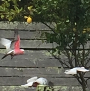 Eolophus roseicapilla at Cuttagee, NSW - 14 Oct 2018 09:15 AM