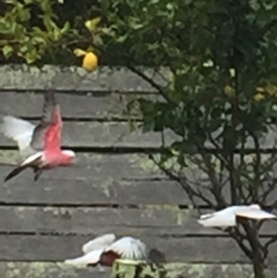Eolophus roseicapilla (Galah) at Cuttagee, NSW - 14 Oct 2018 by loumcc