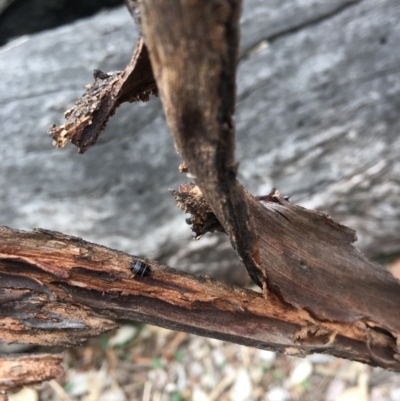 Ellipsidion australe (Austral Ellipsidion cockroach) at Mount Ainslie - 12 Oct 2018 by simonstratford